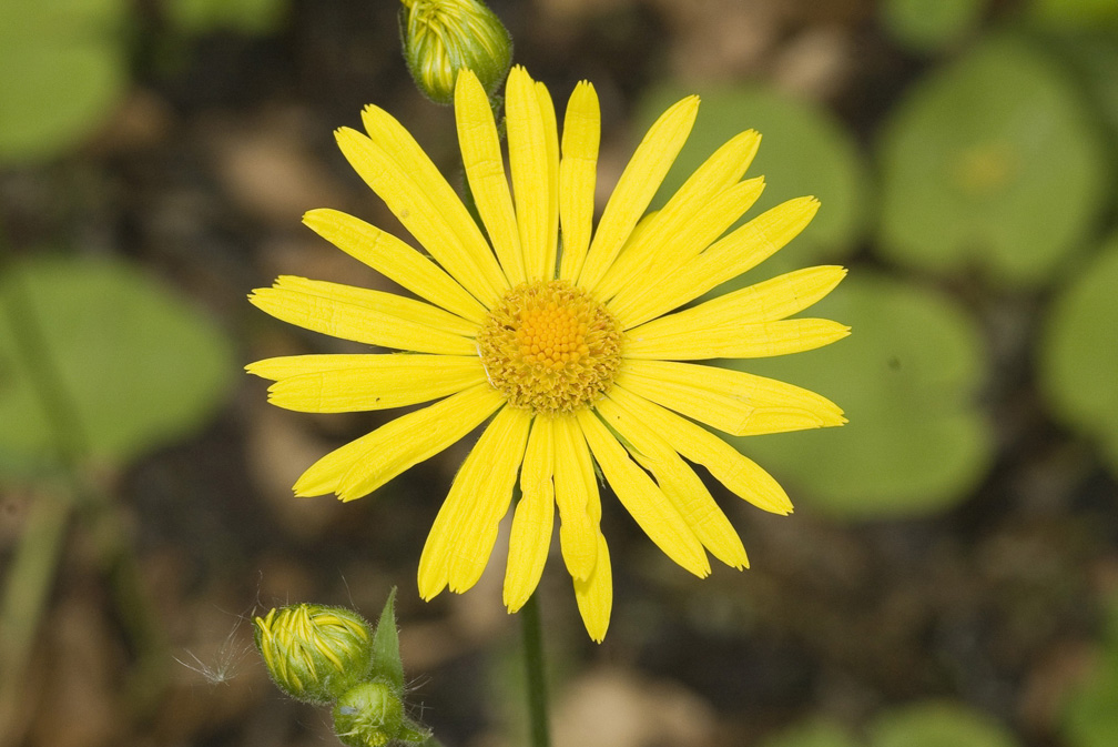 Doronicum austriacum ?